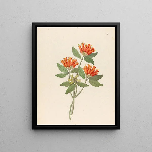 Gardenia Nova Sp. Burchellia bubalina - Clemenz Heinrich Wehdemann — gerahmtes Bild an der Wand