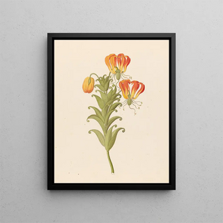 Clemenz Heinrich Wehdemann - Gloriosa Gloriosa superba.webp