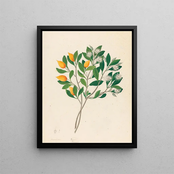 Hexand Mono Mimusops obovata - Clemenz Heinrich Wehdemann — gerahmtes Bild an der Wand