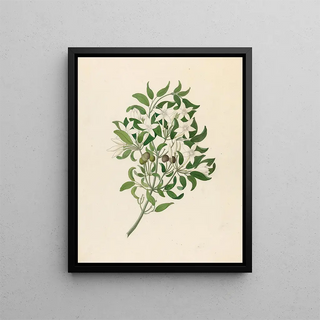 Clemenz Heinrich Wehdemann - Jasminum angulare.webp