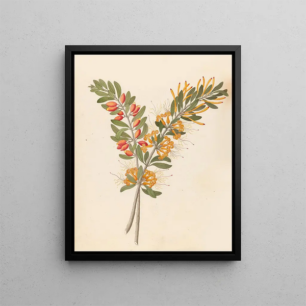Loranthus N Sp Moquiniella rubra - Clemenz Heinrich Wehdemann — gerahmtes Bild an der Wand