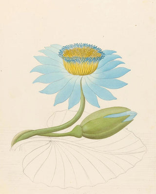 Clemenz Heinrich Wehdemann - Nymphaea coerulea Nymphaea nouchali.webp