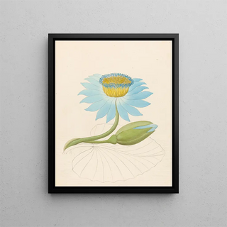 Clemenz Heinrich Wehdemann - Nymphaea coerulea Nymphaea nouchali.webp