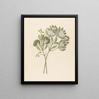 Clemenz Heinrich Wehdemann - Pavetta caffra Pavetta lanceolata.webp