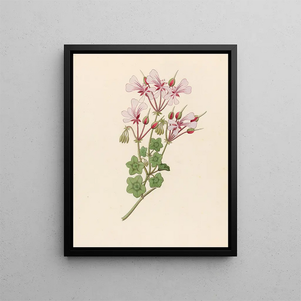 Pélargonium peltatum - Clemenz Heinrich Wehdemann — gerahmtes Bild an der Wand