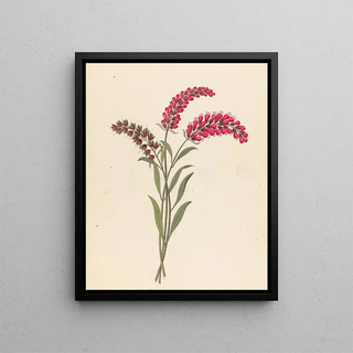 Clemenz Heinrich Wehdemann - Pentand Monog Lysimachia nutans.webp