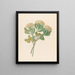 Pentandria Mon Pittosporum viridiflorum - Clemenz Heinrich Wehdemann — gerahmtes Bild an der Wand