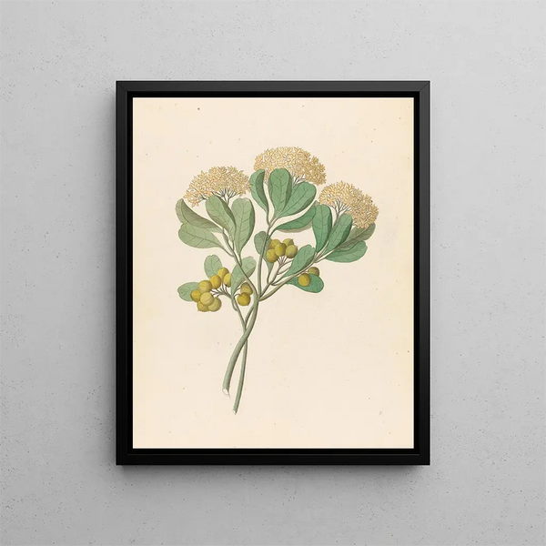 Pentandria Mon Pittosporum viridiflorum - Clemenz Heinrich Wehdemann — gerahmtes Bild an der Wand