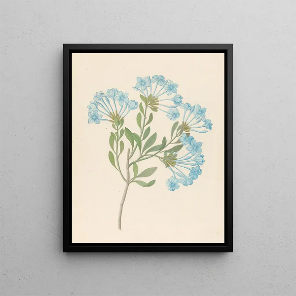 Plumbago capensis Plumbago auriculata - Clemenz Heinrich Wehdemann — gerahmtes Bild an der Wand
