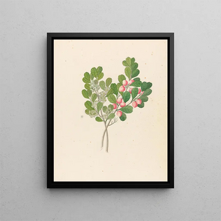 Clemenz Heinrich Wehdemann - Rhamnus Cassine aethiopica Mystroxylon aethiopicum.webp