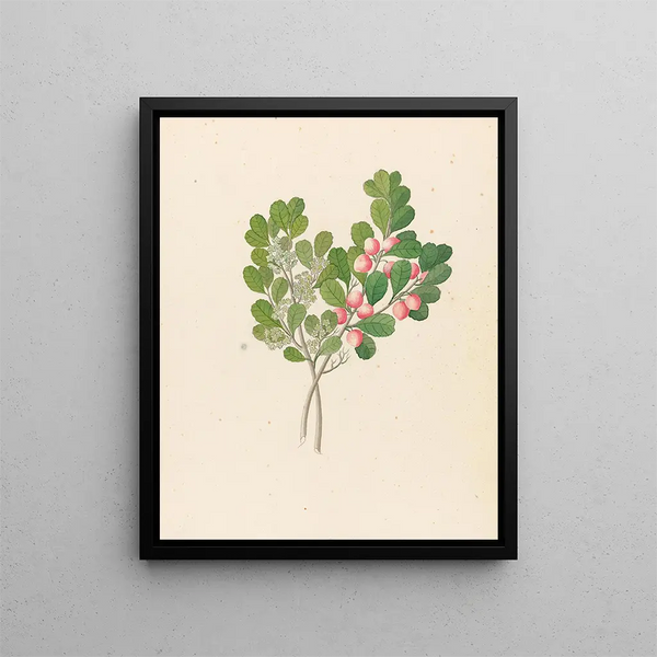 Rhamnus Cassine aethiopica Mystroxylon aethiopicum - Clemenz Heinrich Wehdemann — gerahmtes Bild an der Wand