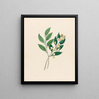 Clemenz Heinrich Wehdemann - Rhamnus Curtisia dentata.webp