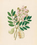 Schotia nov sp Schotia latifolia - Clemenz Heinrich Wehdemann — Ansicht des Kunstwerks