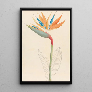 Clemenz Heinrich Wehdemann - Strelitzia Reginae.webp