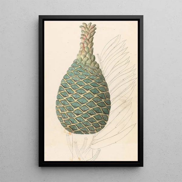 Reproduktion des Gemäldes Zamia caffra Encephalartos altensteinii cône femelle - Clemenz Heinrich Wehdemann