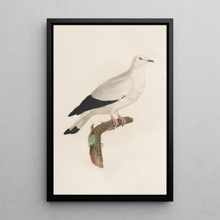 Coenraad Jacob Temminck - Les pigeons Pl18.webp