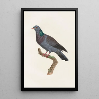 Coenraad Jacob Temminck - Les pigeons Pl22.webp