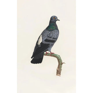 Coenraad Jacob Temminck - Les pigeons Pl23.webp