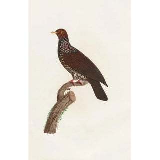 Coenraad Jacob Temminck - Les pigeons Pl25.webp