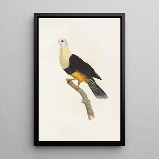 Coenraad Jacob Temminck - Les pigeons Pl34.webp