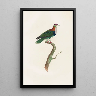 Coenraad Jacob Temminck - Les pigeons Pl45.webp