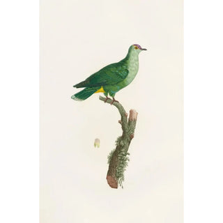 Coenraad Jacob Temminck - Les pigeons Pl46.webp