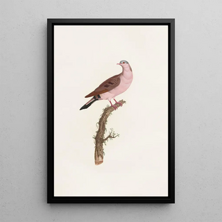 Coenraad Jacob Temminck - Les pigeons Pl50.webp
