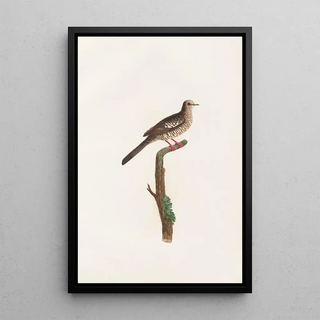Coenraad Jacob Temminck - Les pigeons Pl71.webp