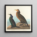 Kormoran grün violett - John James Audubon — gerahmtes Bild an der Wand