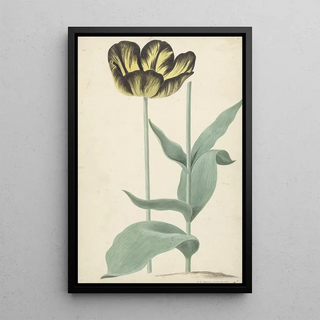 Cornelis van Noorde - De tulp Bizard Catafalque.webp