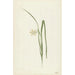 Iris - Cornelis van Noorde — gerahmtes Bild an der Wand