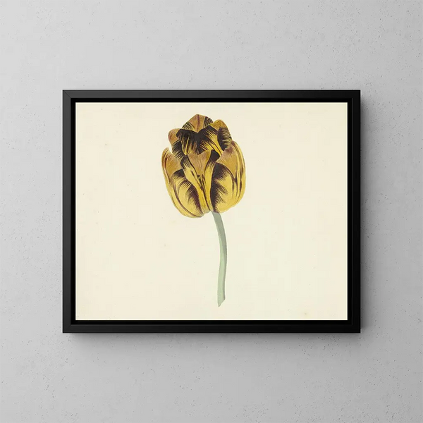 Tulpe namens Bizard Leodie - Cornelis van Noorde — gerahmtes Bild an der Wand