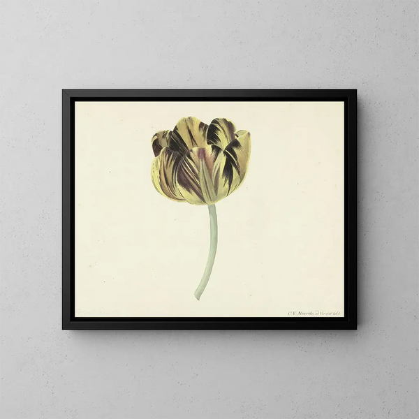 Tulpe namens Bizard Rosette - Cornelis van Noorde — gerahmtes Bild an der Wand