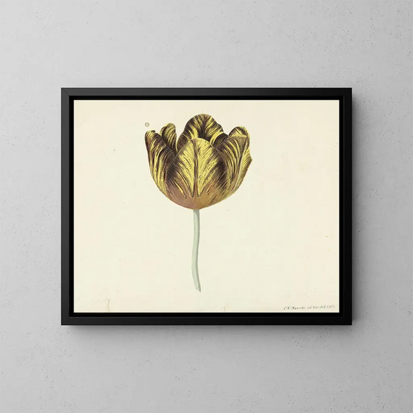 Tulpe namens Bizard Sub A - Cornelis van Noorde — gerahmtes Bild an der Wand