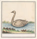 Cygne Cygnus - Anselmus Botius de Boodt — Ansicht des Kunstwerks