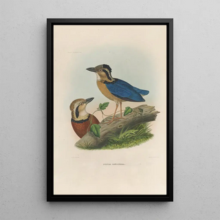 Daniel Giraud Elliot - A monograph of the Pittid or family of antthrushes Pl05.webp