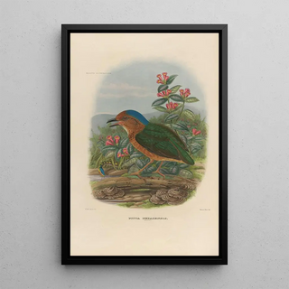 Daniel Giraud Elliot - A monograph of the Pittid or family of antthrushes Pl08.webp