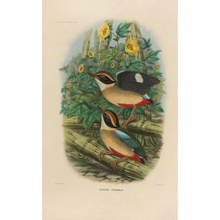 Daniel Giraud Elliot - A monograph of the Pittid or family of antthrushes Pl18.webp