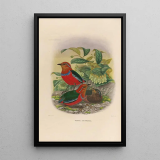 Daniel Giraud Elliot - A monograph of the Pittid or family of antthrushes Pl25.webp
