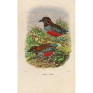 Daniel Giraud Elliot - A monograph of the Pittid or family of antthrushes Pl26.webp