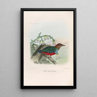 Daniel Giraud Elliot - A monograph of the Pittid or family of antthrushes Pl28.webp