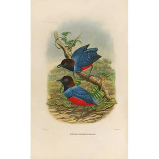 Daniel Giraud Elliot - A monograph of the Pittid or family of antthrushes Pl29.webp