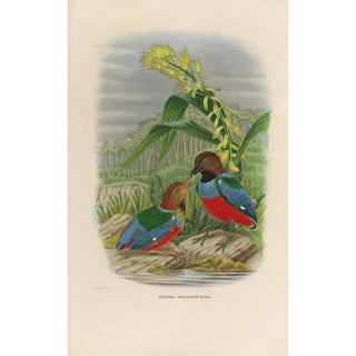 Daniel Giraud Elliot - A monograph of the Pittid or family of antthrushes Pl31.webp