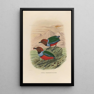Daniel Giraud Elliot - A monograph of the Pittid or family of antthrushes Pl32.webp