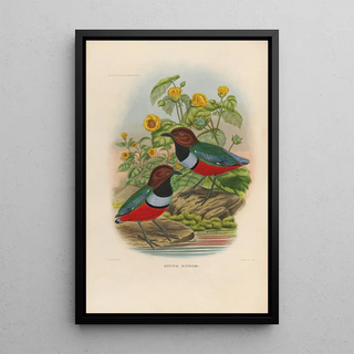Daniel Giraud Elliot - A monograph of the Pittid or family of antthrushes Pl35.webp