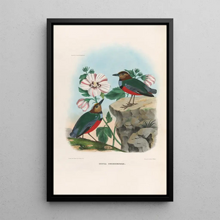 Daniel Giraud Elliot - A monograph of the Pittid or family of antthrushes Pl36.webp