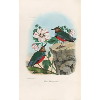 Daniel Giraud Elliot - A monograph of the Pittid or family of antthrushes Pl36.webp