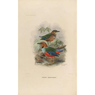 Daniel Giraud Elliot - A monograph of the Pittid or family of antthrushes Pl37.webp