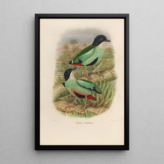 Daniel Giraud Elliot - A monograph of the Pittid or family of antthrushes Pl38.webp