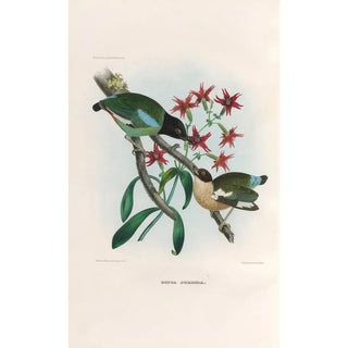 Daniel Giraud Elliot - A monograph of the Pittid or family of antthrushes Pl40.webp